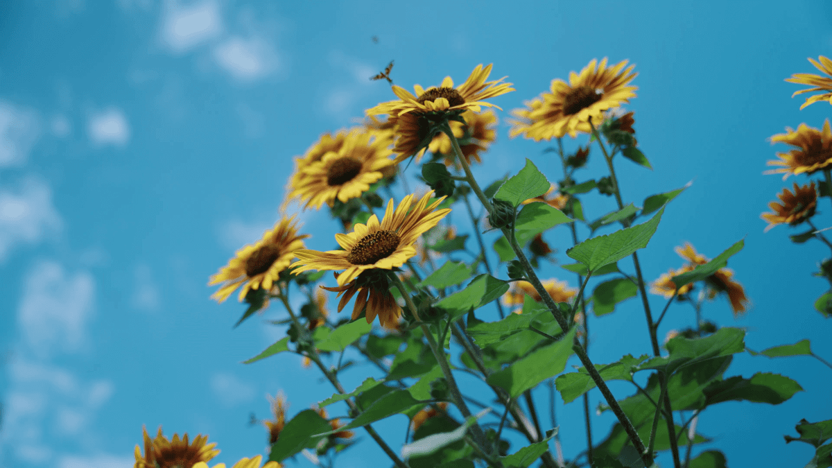 Sunflowers