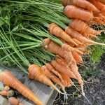 Carrots