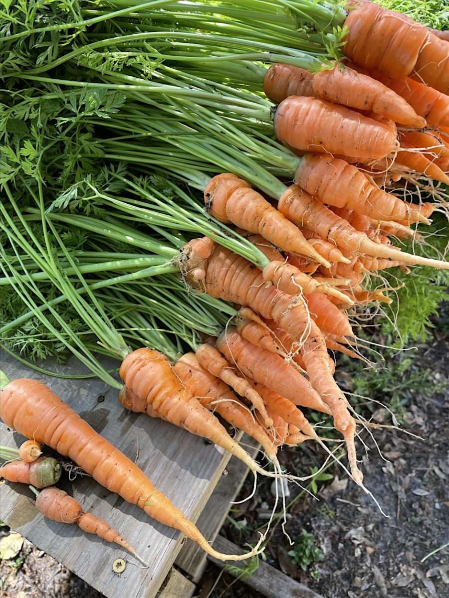 Carrots