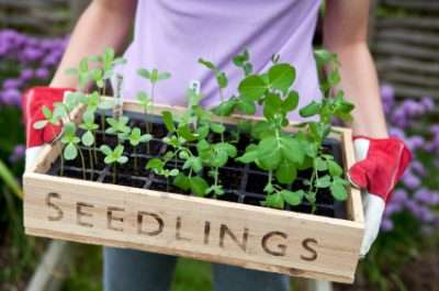 Gardener Holding Wooden Seedling Tray