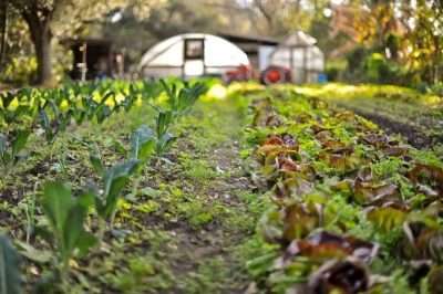 Garden Field