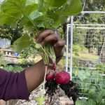 Photo of garden volunteer harvesting a fresh radish