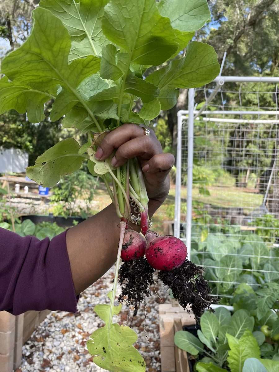 Photo of garden volunteer harvesting a fresh radish