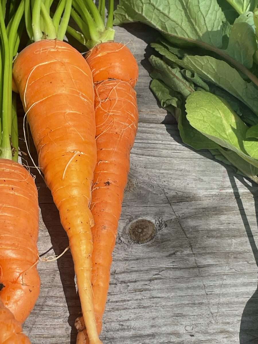 Photo of freshly harvested carrots.