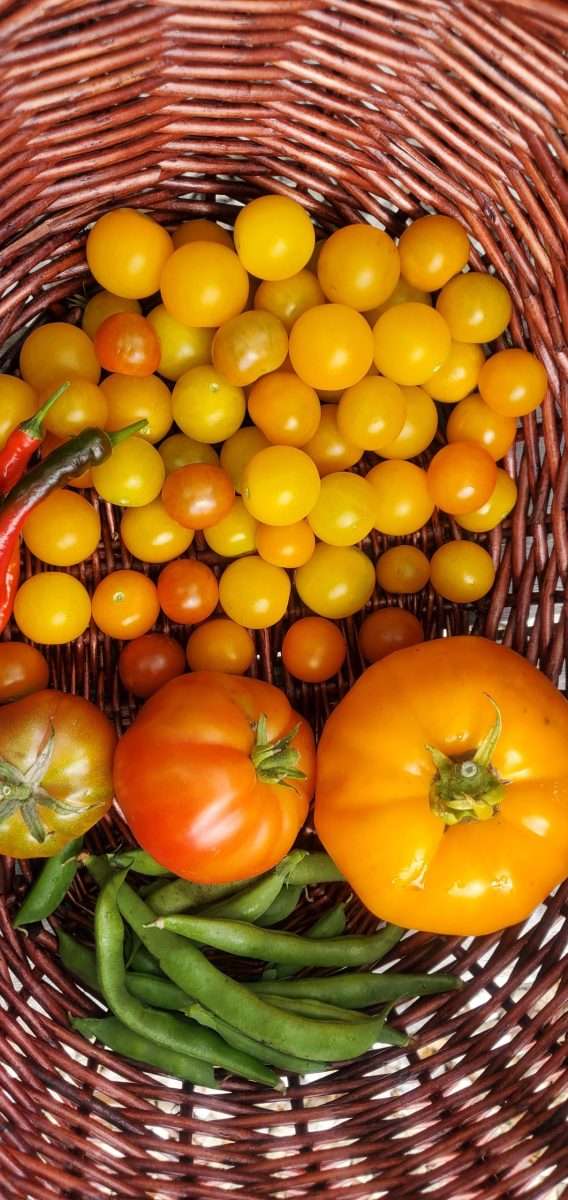 Photo showing basket of freshly harvested tomatoes.