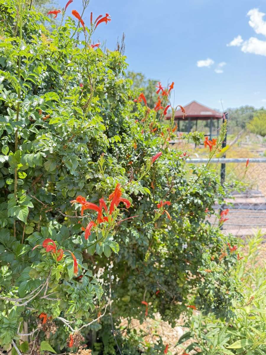 Bright green bush with tubular red-orange flowers growing under a clear blue sky near a garden structure.