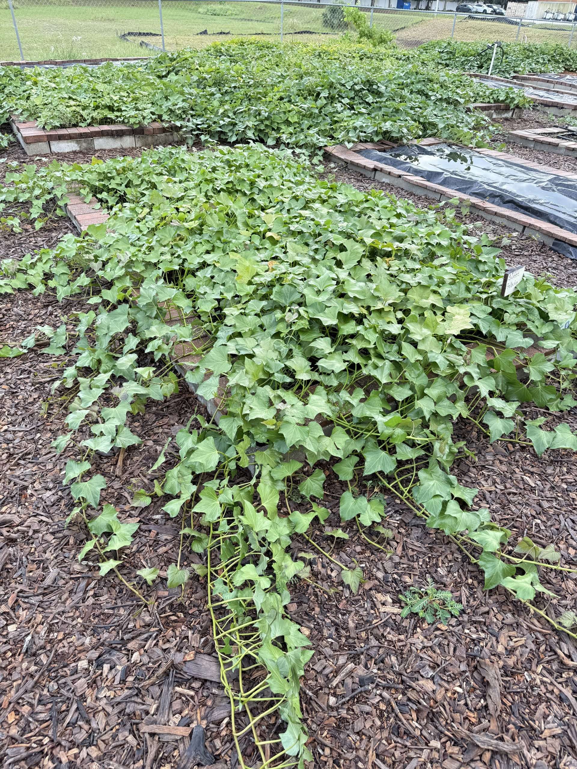 Beauregard Sweet Potatoes