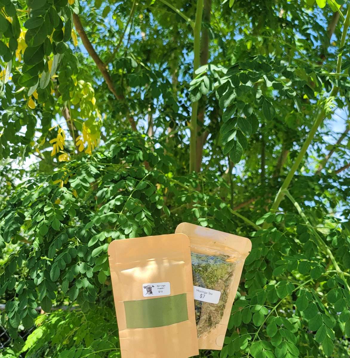 Moringa 3 8 20 25